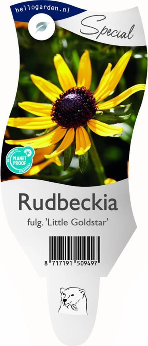 Rudbeckia f. 'Little Goldstar' - P11